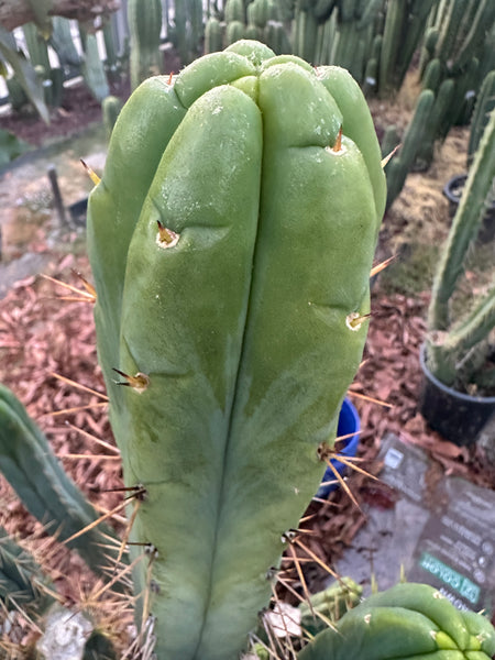 T bridge "Species C" aka “Unknown C” (Featured in Trout’s Notes) (10-12" Tip cutting)