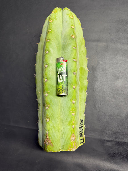 T peru "Shawty" (Icaro Pheno 4) (13" Tip Cutting) (Rarely Released!) (Gigantic Cut) (1)