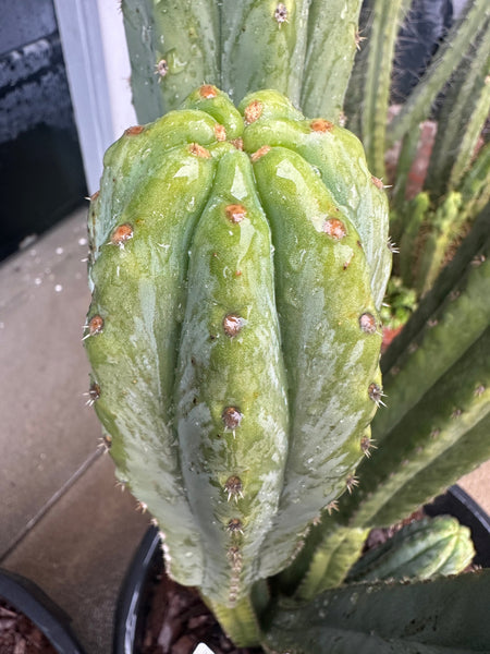 T pach ”Field’s” OP (Open Pollinated) SEED