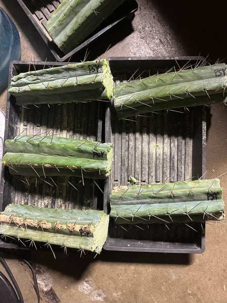 T bridge "Psycho0" [AUS] (10-11" MID cuttings) (Slightly Beat Up, Discount Cuts)