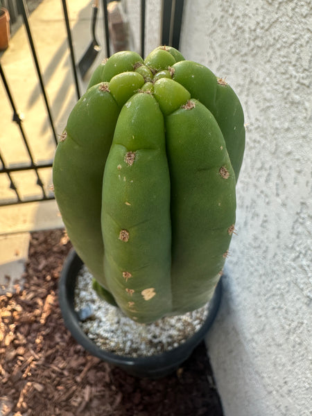 T pach JN30 “Roadside” (10-11” Tip Cutting)