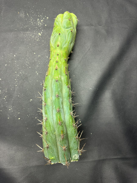 T pach "Campground" aka "Skip" (11.5” Tip cut)