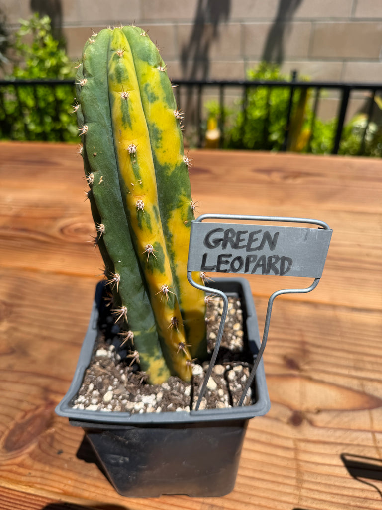 T pach "Green Leopard" [Variegated] (Well Rooted in 5.5” pot)