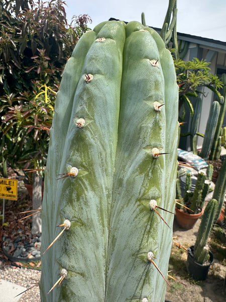 T peru (Ivan x Sharxx) “Grandma Betty” (8.5” Tip cut) (Rarely offered)