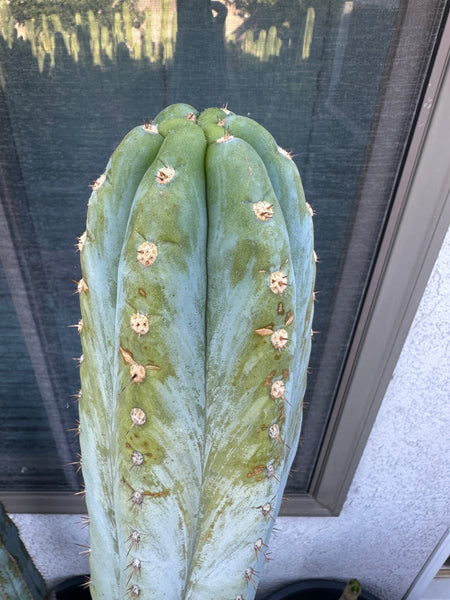 T peru “Monassa Blue” aka “Bart” (AUS) (10-11" Tip Cutting)