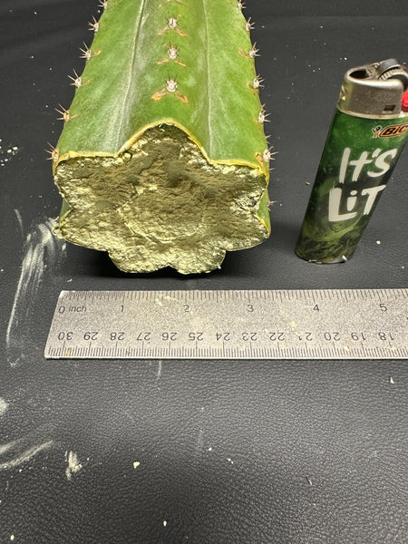T pach "Lancas Mountains #1" (11” MID cutting)