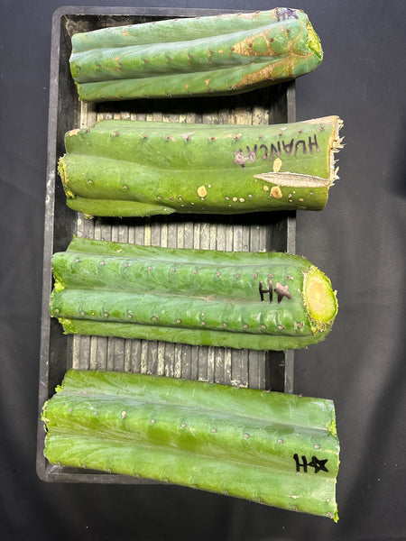 T pach "Huancabamba" (Star) (10-11” MID cuttings)