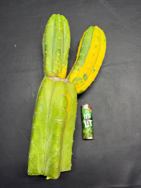 T pach "Green Leopard" [Variegated] (14” Multi-Tip Cutting)