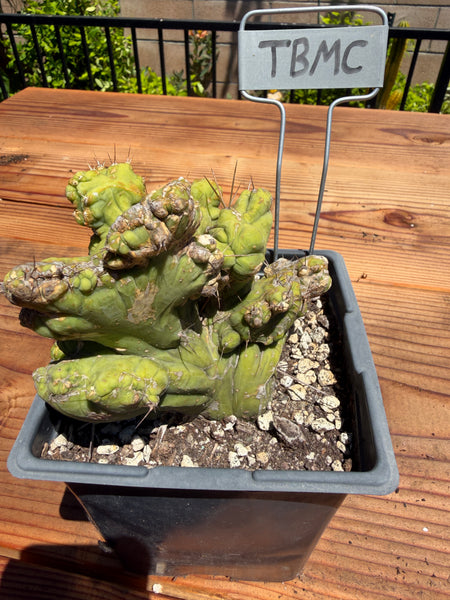 T bridge “TBMC” (Mutant) (Well Rooted in 5.5” pot) (1)