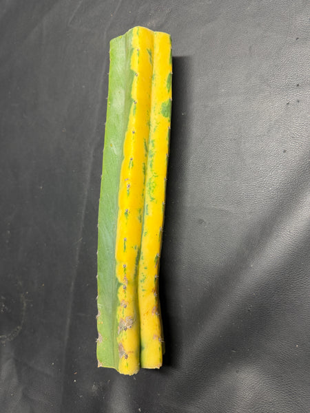 T pach "Green Leopard" [Variegated] (12" MID Cut)
