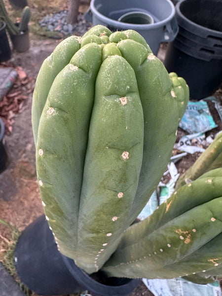 T pach "Soozy" (10-11” Tip cuttings)