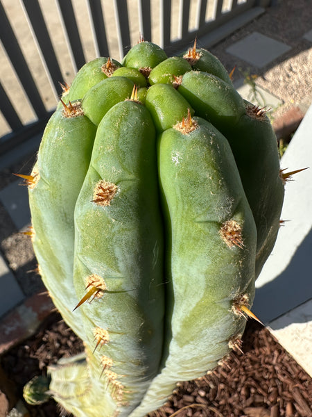 T peru “Dawson’s #1” (AUS) (11-12" Tip Cutting)