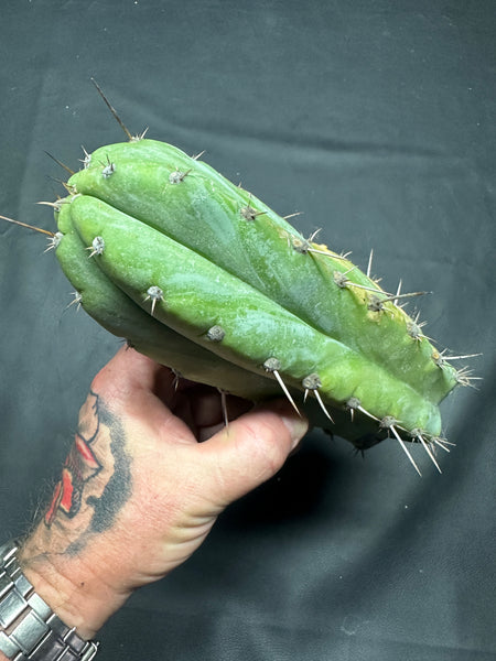 T peru (Ivan x Sharxx) “Grandma Betty” (8.5” Tip cut) (Rarely offered)