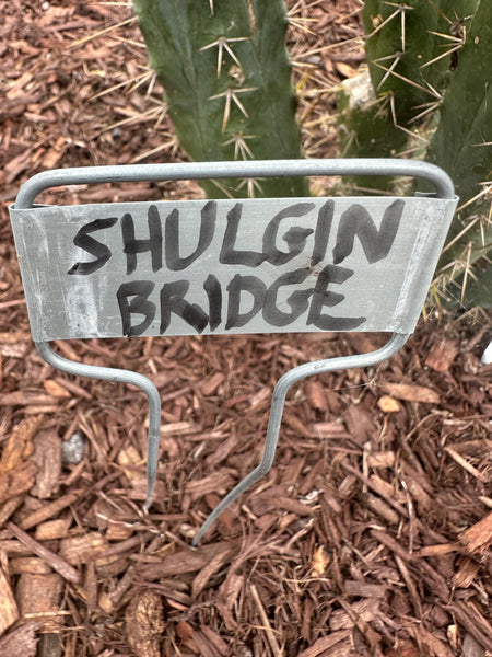 T bridge "Shulgin" (10-11" Tip cutting)