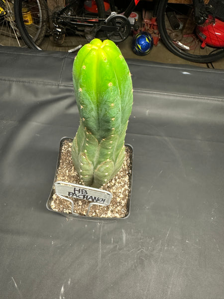 T pach “Huntington Beach Pach” aka “Surf City Pach” (Rooted 11” Tall, in 5.5” Pot)