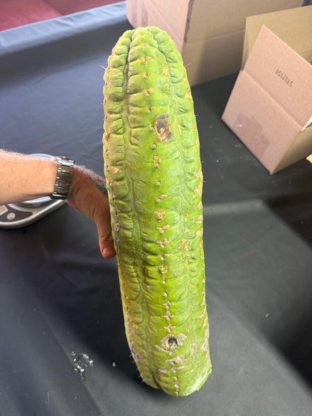 CSD (Obscenely Big) (19”, 9.8 lb Cutting) (Yes, this is the one from my socials)