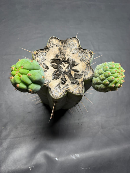 T peru “Sharxx Blue” (AUS) (10.5" MID Cut with 2 Pups!)