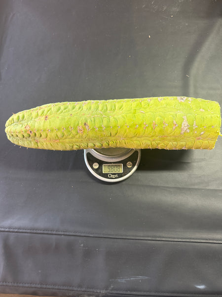 CSD (Obscenely Big) (19”, 9.8 lb Cutting) (Yes, this is the one from my socials)