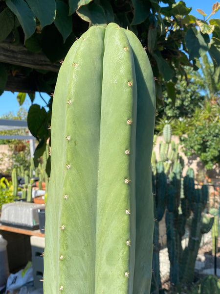 T peru “Grandfather” x T  scopulicola “Super Pedr0” SEEDS