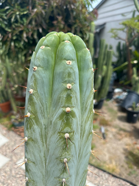 T peru (Ivan x Sharxx) “Grandma Betty” (8.5” Tip cut) (Rarely offered)