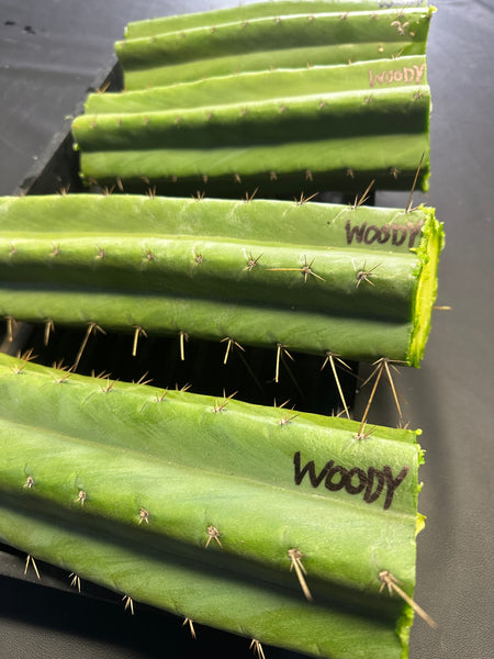 T pach "MT03" aka "Woody" (Aplantis Collection) (10-11” MID cuttings)