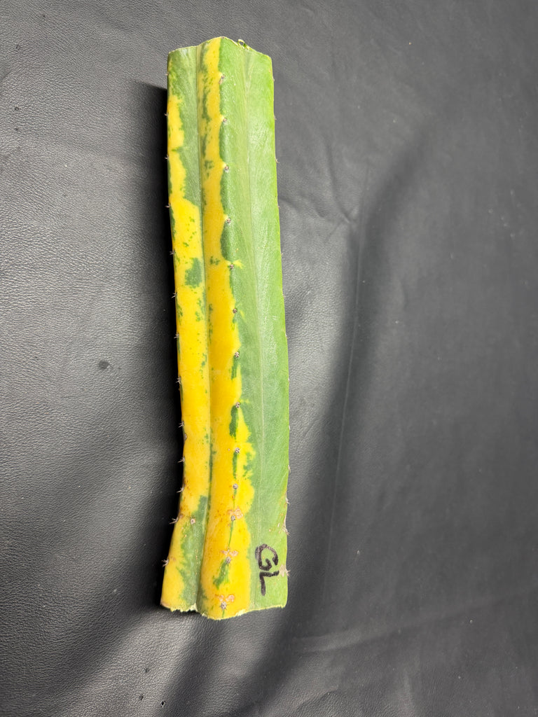 T pach "Green Leopard" [Variegated] (12" MID Cut)