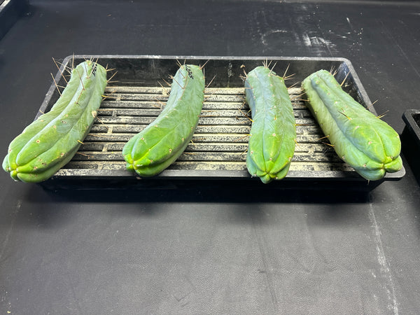 T bridge "Species C" aka “Unknown C” (Featured in Trout’s Notes) (11" Tip cut)
