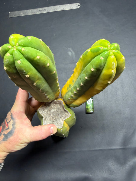 T pach "Green Leopard" [Variegated] (14” Multi-Tip Cutting)