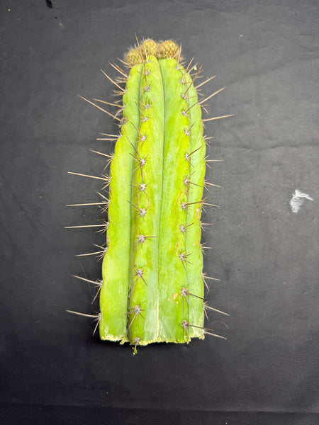 T peru “Serra Blue” (Serra Gardens) (10.5” Tip cutting) (With flower buds)