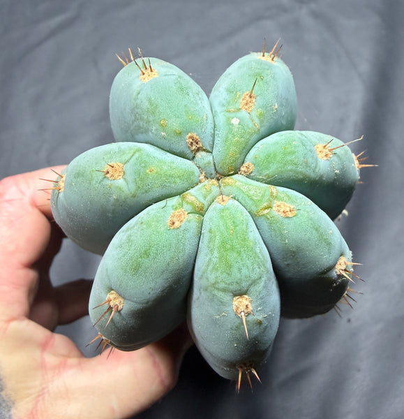 T peru "Shawty" (Icaro Pheno 4) (11" MID Cuts)