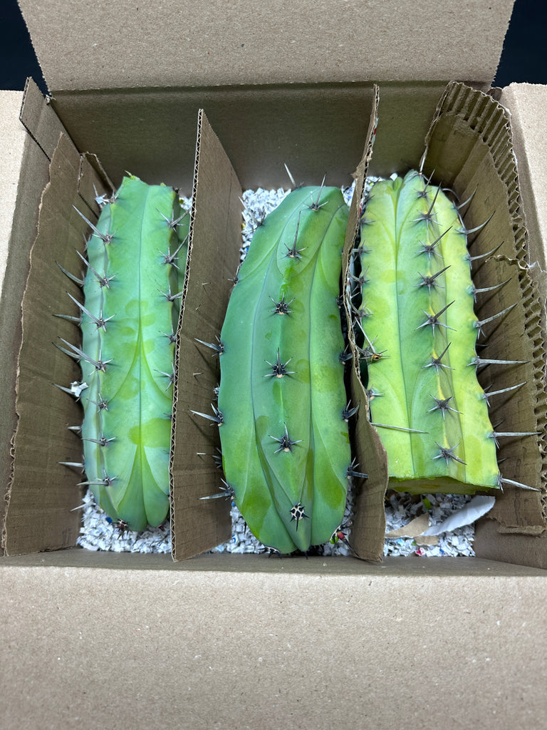 Big Box O’ Blue Myrtle (M. geometrizans) (Three 10-11” cuttings) (Great grafting stock!)