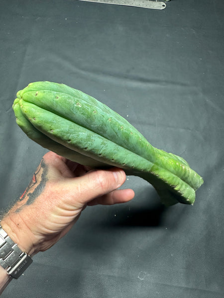 T pach "Ayacucho" (Star) (11.5” Tip cutting)
