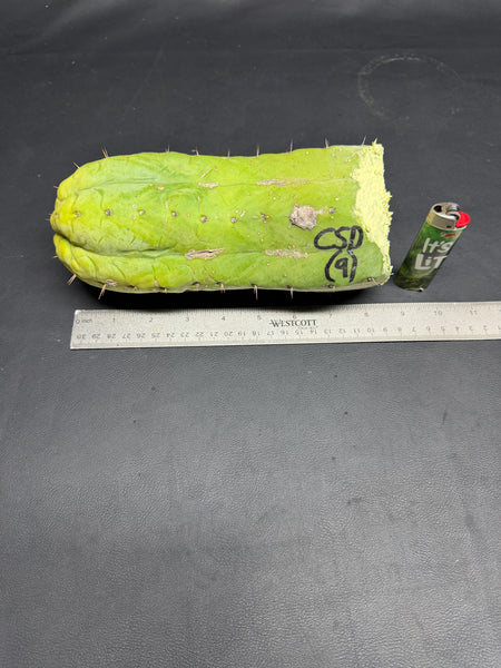 CSD (Cut 9 of 9) (8.5” Cutting) (Showing TRUE CSD Form!)