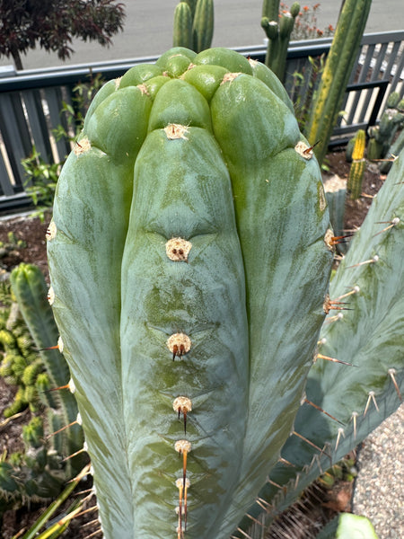 T peru (Ivan x Sharxx) “Grandma Betty” (8.5” Tip cut) (Rarely offered)