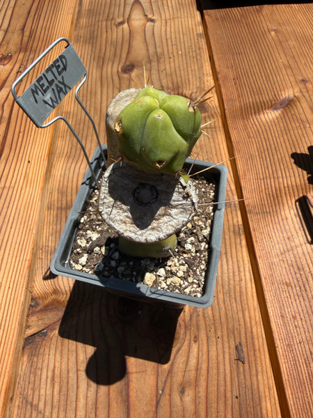 T bridge "Melted Wax" (Well Rooted in 5.5” pot) (1)