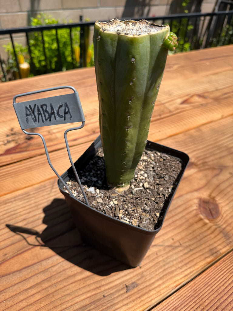 T pach "Ayabaca" (Star) (Well Rooted in 5.5” pot) (1)