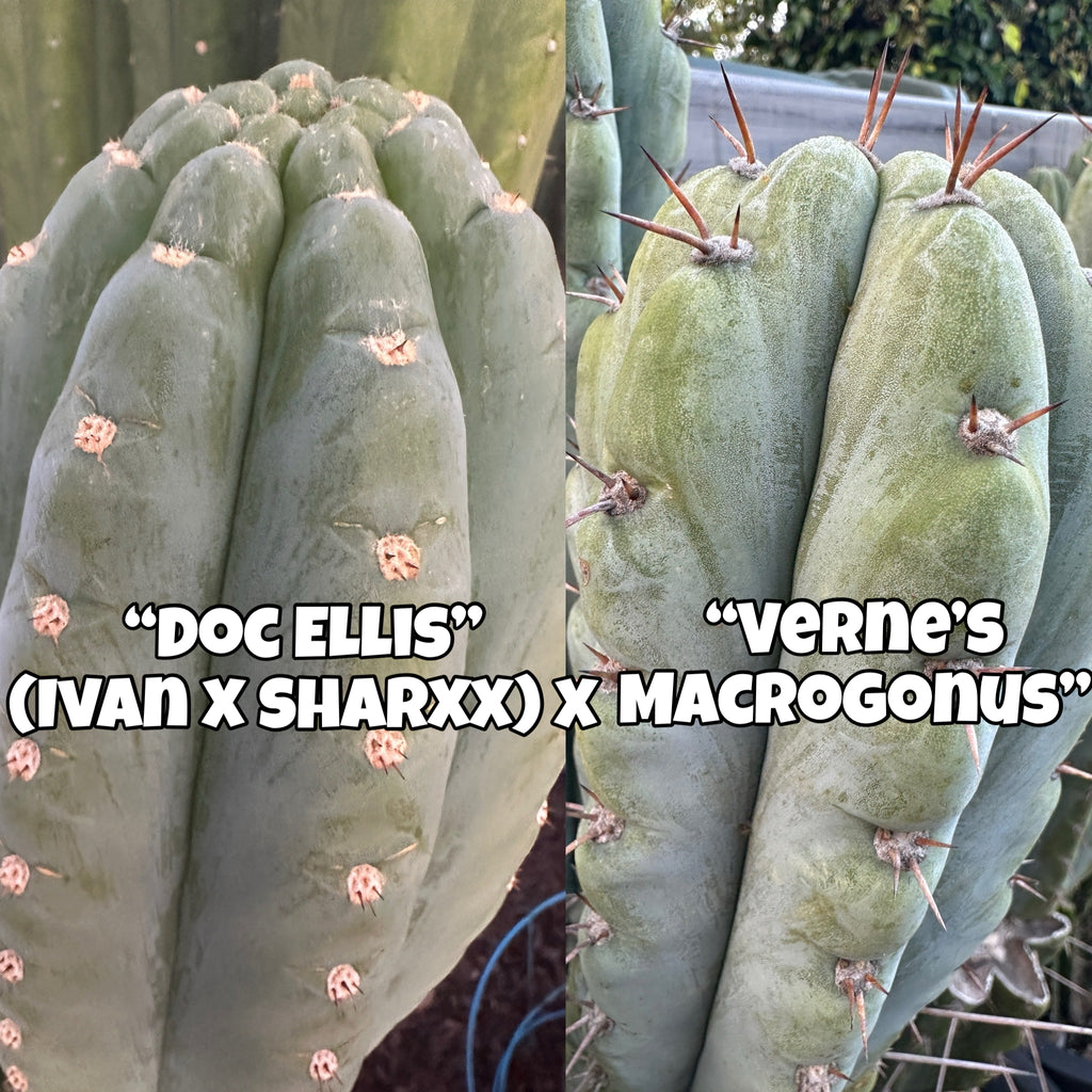 T peru “Doc Ellis” x T macrogonus ”Verne” SEED