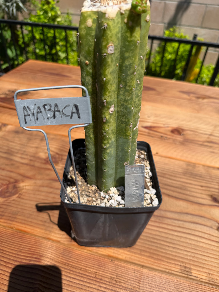 T pach "Ayabaca" (Star) (Well Rooted in 5.5” pot) (2)