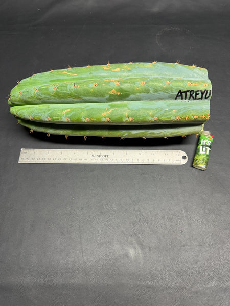 T peru "Atreyu" (Icaro Pheno 3) (13” Tip Cutting) (Rarely Released!)