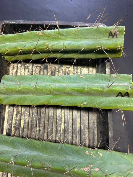 T bridge “Arid Art” (10-11” MID cuttings)