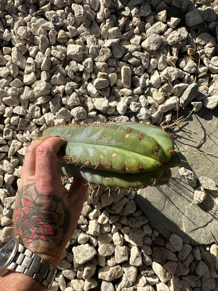 T peru “Verne’s Glaucous” (11” Tip)