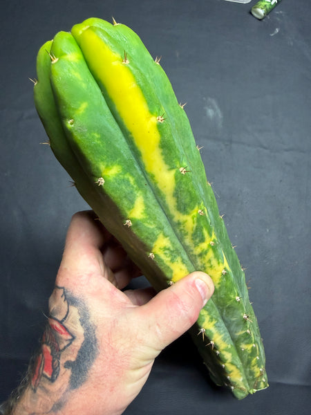 T “Dr Funkenstein" (13” Tip Cutting)