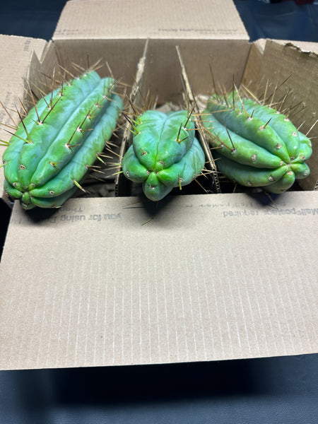 T bridge "Lumberjack" (3-Pack!!) (11-12" Tip cuttings)