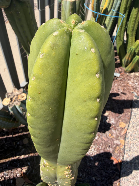 T scopulicola “Rodney and Delia Kisar” (10-12” Tip cutting) (Copy)