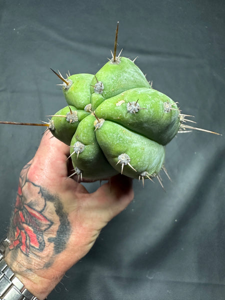 T peru (Ivan x Sharxx) “Grandma Betty” (8.5” Tip cut) (Rarely offered)