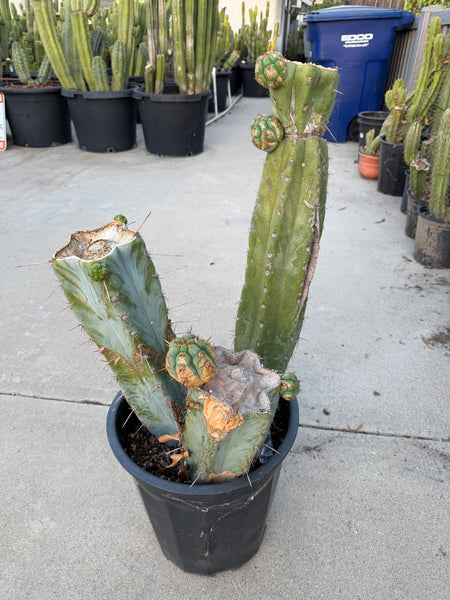 T macrogonus “BBB” (Large Mother Plant, Well-Rooted in 3 Gal Pot)