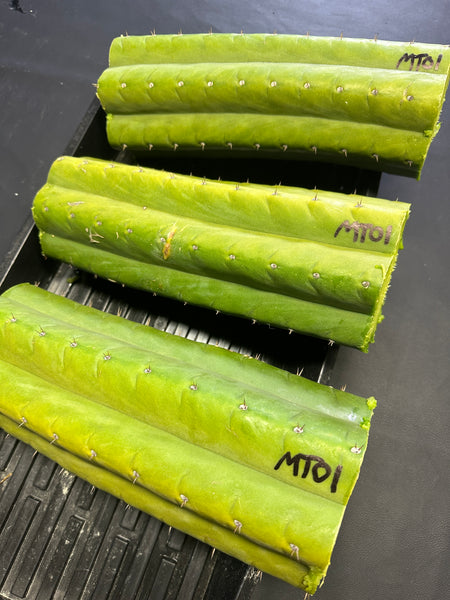 T pach "MT01" (Aplantis Collection) (10-11” MID cuttings)