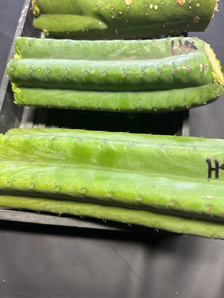 T pach "Huancabamba" (Star) (10-11” MID cuttings)