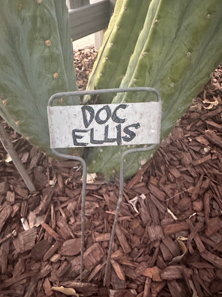 T peru “Grandfather” x T  peru “Doc Ellis” SEEDS