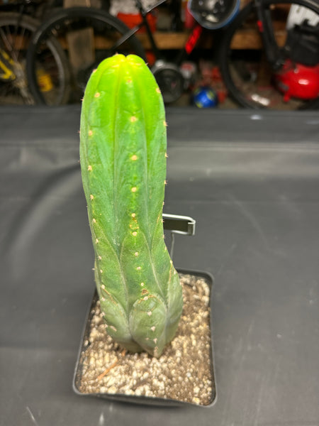T pach “Huntington Beach Pach” aka “Surf City Pach” (Rooted 11” Tall, in 5.5” Pot)